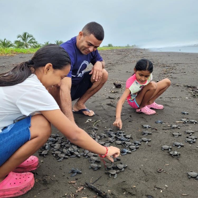 julietafer047's tweet photo. #Mariato | Liberan 164 neonatos de Lepidochelys Olivacea o Lora en el vivero de @MiAmbientePma en el Parque Nacional Cerro Hoya, en playa Cascajilloso - Arenas, con la participación de guarda parques y niñas voluntarias de la comunidad. 🐢💚🌊 https://t.co/qMVxCyFKUT