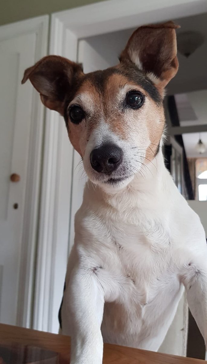 Ted The Data Protection Dog has important &amp; exciting news! 

Our Data Protection Academy launches soon!👩‍🎓👩‍🎓

An E-learning platform with 60+ GDPR, information security &amp; data protection modules perfect for YOUR business, and your budget.
 More info to follow,so watch this space!