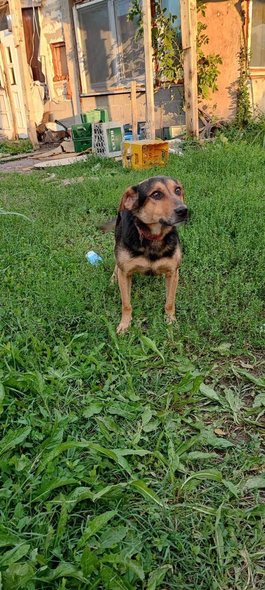 Ljiljan65880270's tweet photo. Vlasnik se pakuje odlazi, a njega zeli da uspava ili odvede u azil, nakon 8 godina neizmerne vernosti i ljubavi 🐾‼️Ja nemam gde psa, smestaj da placam zaista nemam odakle, ako neko zeli da pruzi smestaj dok se ne udomi bilo bi humano ‼️RT‼️ https://t.co/02pSuQGx96
