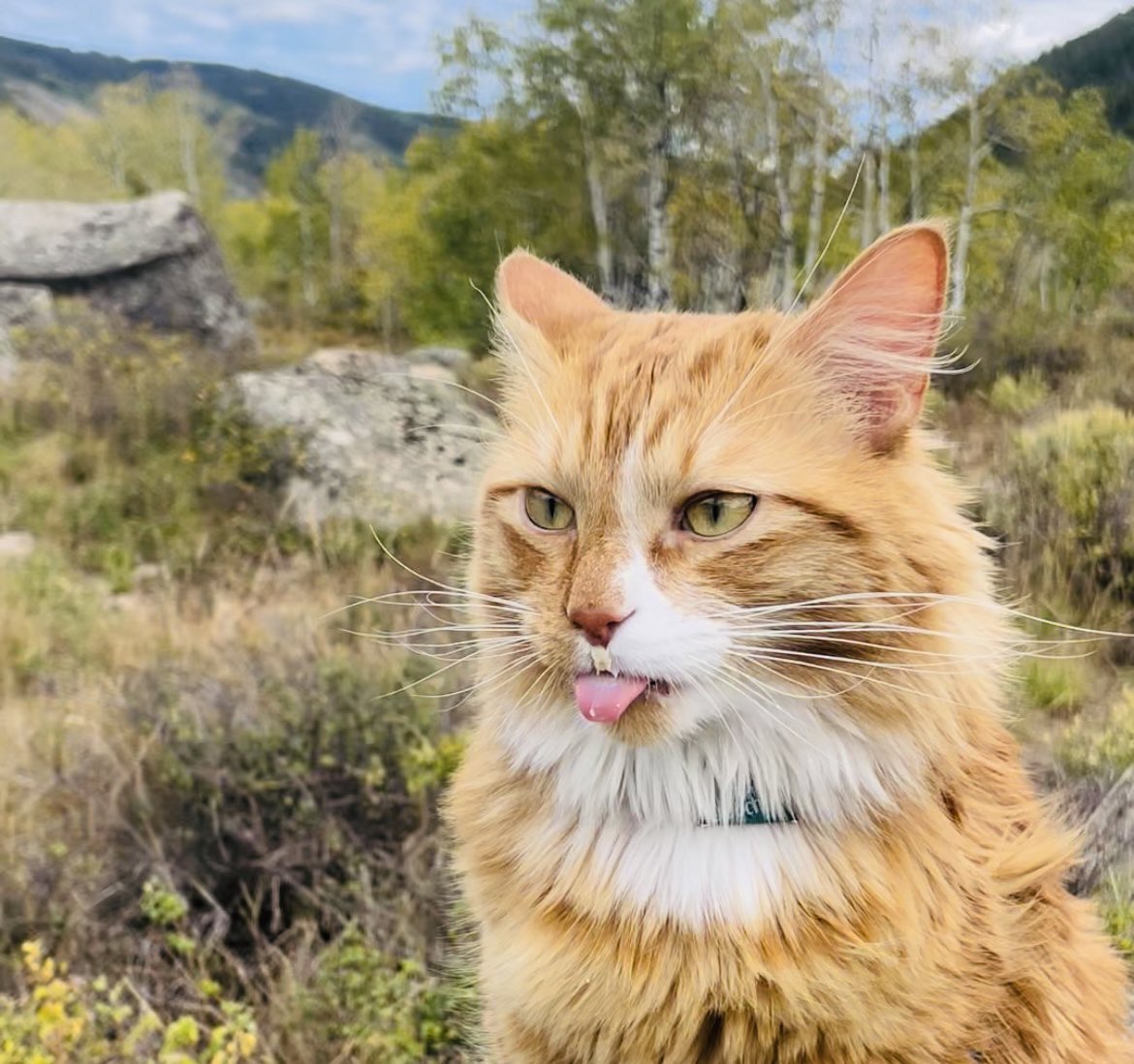 LiebchenTravels's tweet photo. Happy Tongue out Tuesday! 😹 #catsoftwitter #cats #adventurecat #cat #catofinstagram #orangecat #meowtains #meow #gogglecat #coloradocat #travelcat #cutepets #pets #cuteanimals https://t.co/PFGJg4wLmA