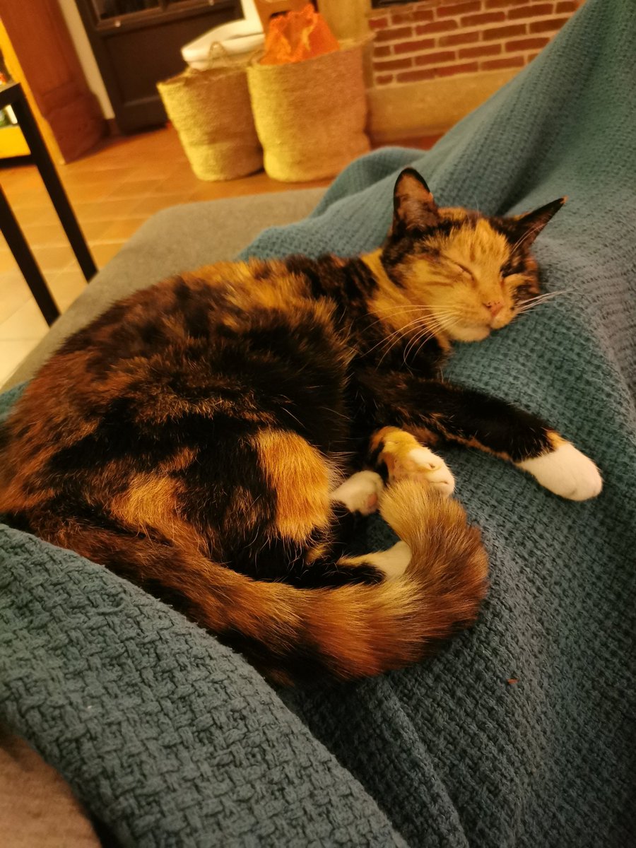 laptitesoeur_'s tweet photo. Il y avait les copains à la maison tout le week-end et encore maintenant. Tout le monde a souligné mes progrès, et aussi ma beauté, et aussi comme je suis LA CHEFFE.
Mais bon, maintenant, repos. https://t.co/bCqsZRFFle
