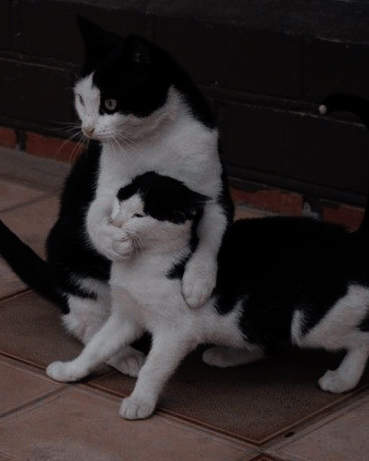 TranslatedCats's tweet photo. You don't, don't. Don't!!! https://t.co/AZj5LHuMvB
