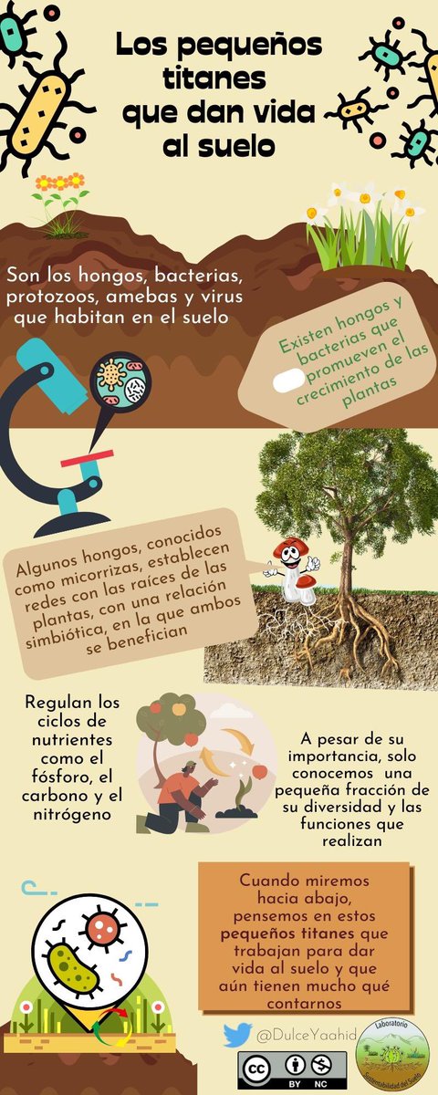 SueloLab's tweet photo. Estamos comenzando la serie “pequeños titanes que dan vida al suelo”. ¡Los invitamos a seguirnos para descubrir el papel de los microorganismos en el suelo!

#LSS #srnye #cinvestav #cinvestavsaltillo https://t.co/XaOiOdDgPR