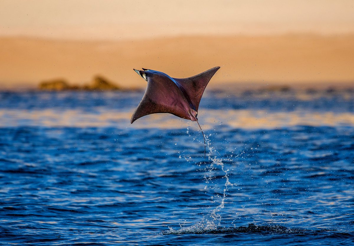 During this #ClimateWeekNYC join #theBlueLeaders as we advocate for urgent action to establish a global network of HIGHLY and FULLY protected marine areas and secure a strong new High Seas treaty. Climate action = ocean action! 

#30x30 #climateweeknyc #saveourseas #saveourocean