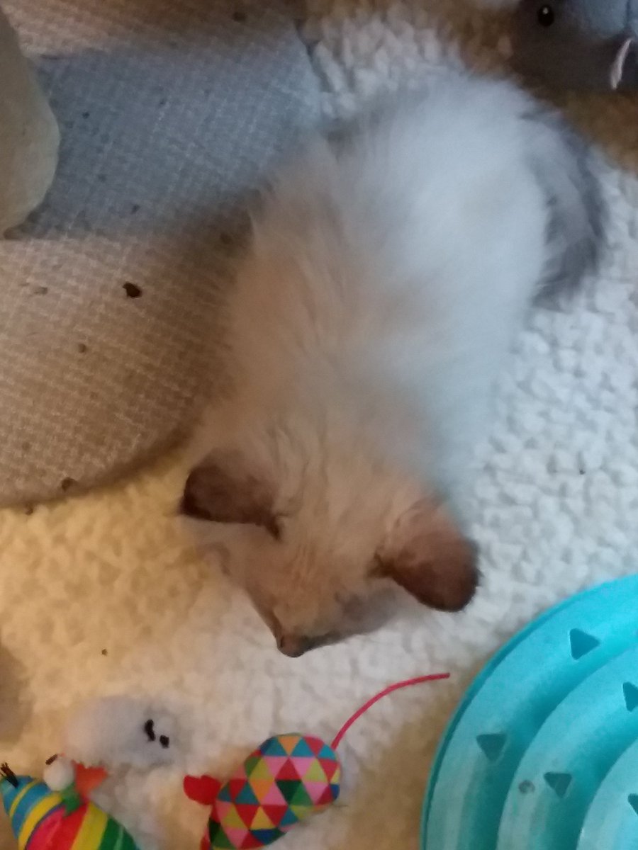M3LOWo7F's tweet photo. My new baby girl. She is so cute and fluffy that you can't even see her neck.😂 https://t.co/lWFkwELJrE