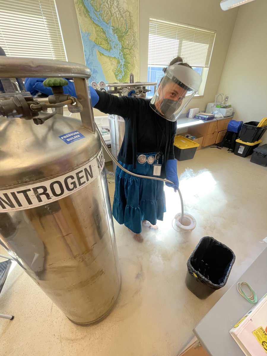 BrandiKamermans's tweet image. I taught my first class at Northwest Indian College today. Now, I’m extracting eDNA from samples collected in Bellingham Bay, WA. I use liquid nitrogen to break open dinoflagellate cells as the first step of the extraction process. #NativeAmerican #STEM #nativescience #salishsea