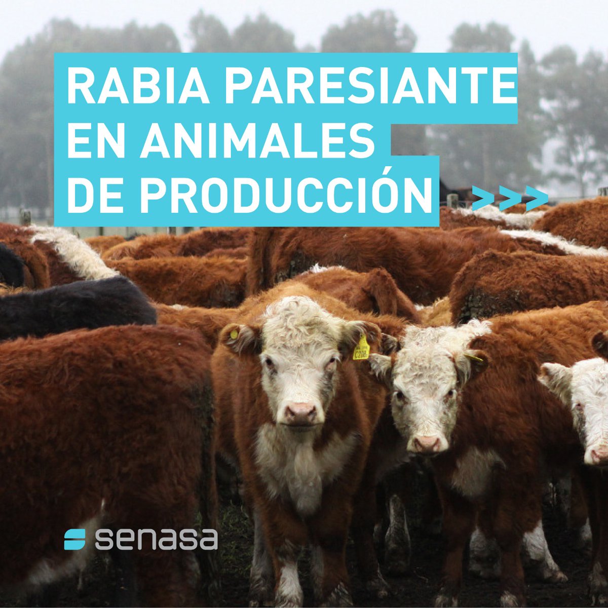 SenasaAR's tweet image. 🦇⚠️La #RabiaParesiante es una enfermedad viral que afecta principalmente a #bovinos y #equinos, y puede prevenirse mediante la #vacunación. Te brindamos información sobre los principales signos clínicos.
