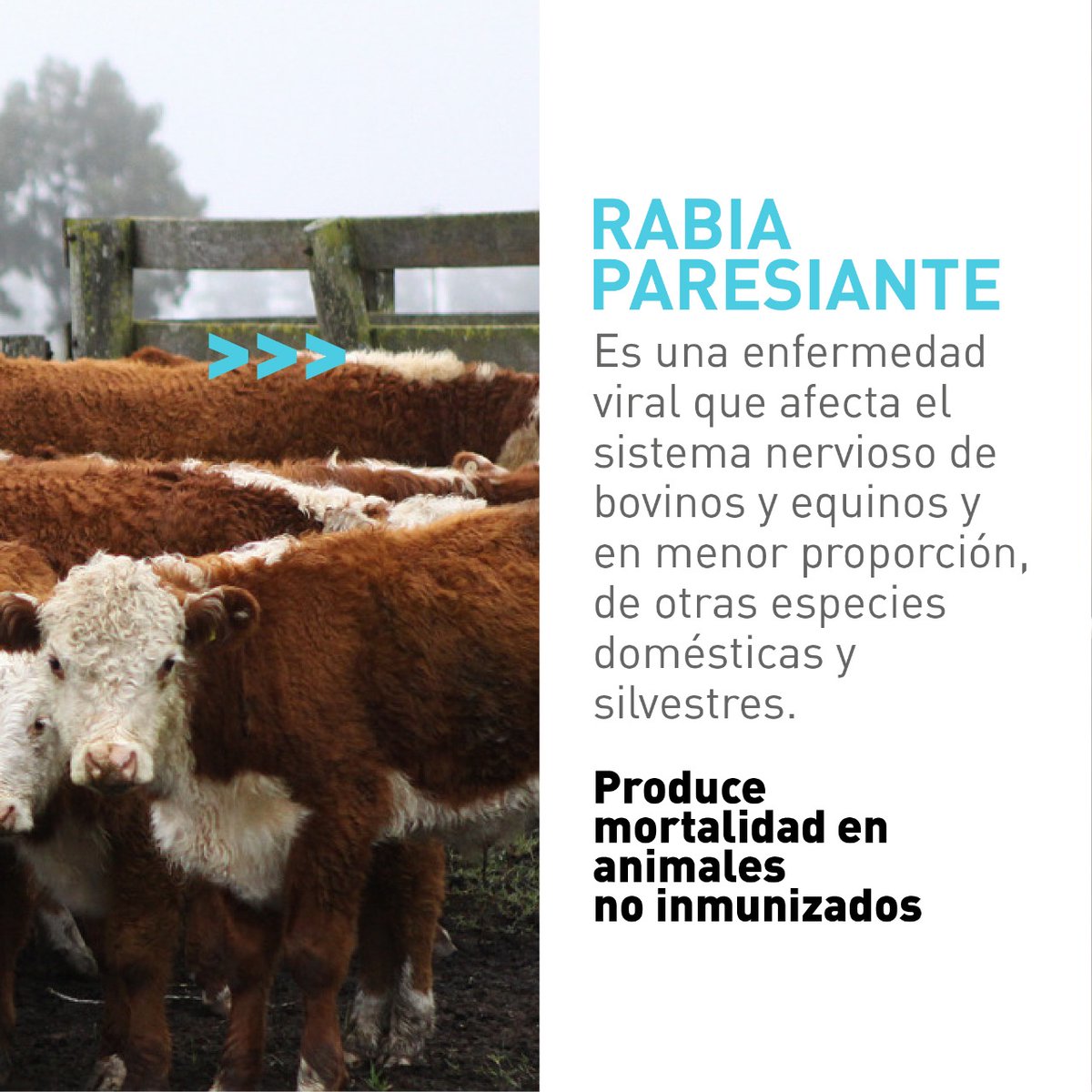 SenasaAR's tweet image. 🦇⚠️La #RabiaParesiante es una enfermedad viral que afecta principalmente a #bovinos y #equinos, y puede prevenirse mediante la #vacunación. Te brindamos información sobre los principales signos clínicos.