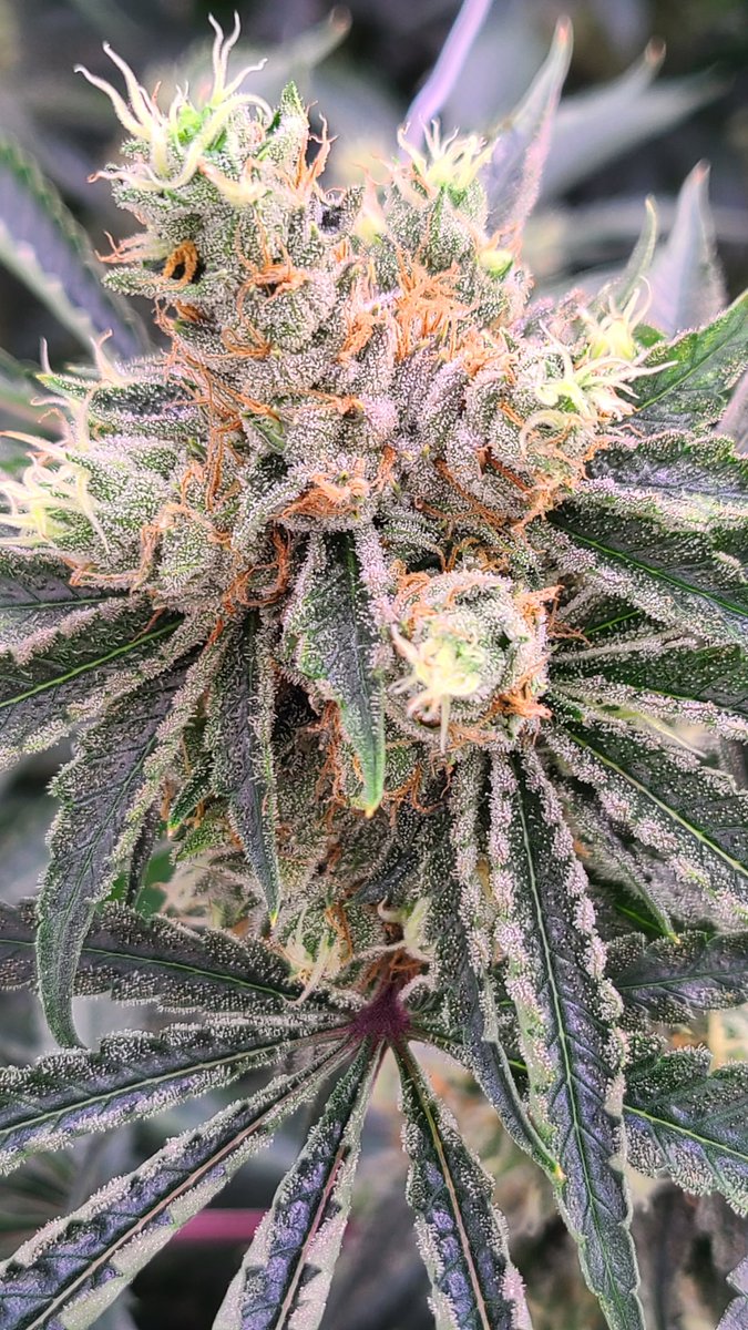 KypRowe's tweet photo. Grapefruit Gift.....coming soon! No need to add sugar to this piece of fruit😉
@VicCannabisCo
@BCBlackCannabis 
@LifeCycleCanada 
@Segra_Intl https://t.co/XAvQlxvJJE