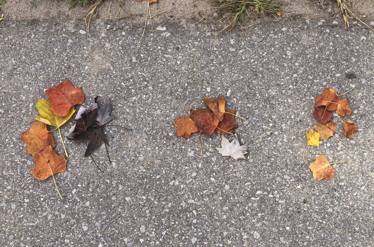 Playful outdoor inquiry.  Sorting leaves by sizes.Thank you nature!
#kindergartenmath  <a href="/TVDSBKinder/">TVDSBKindergarten</a> <a href="/louisearbourfi/">Louise Arbour FI</a>