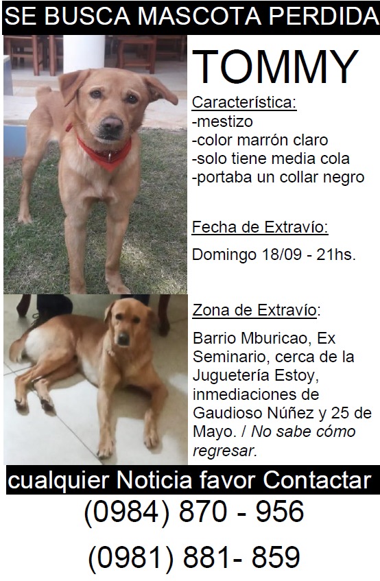 elsalonparaguay's tweet photo. Este hermoso está perdido! Nos dan una pata para difundir? 🦮🙏
Tel. 0984870956 😢
#perrosperdidospy #perdidospy #cadenadefavores #ayudapy #mascotaspy https://t.co/nRZ8SVLCyc