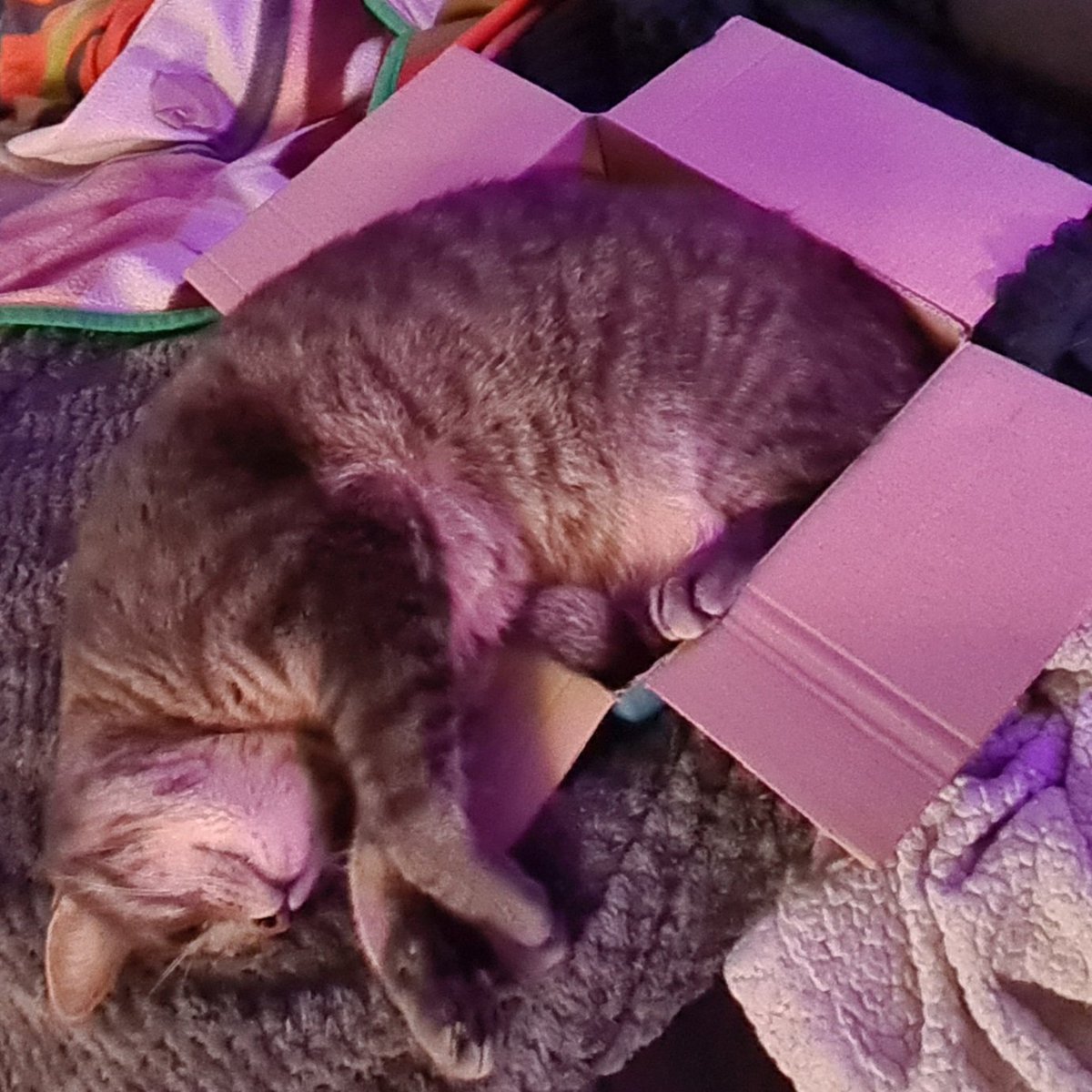 It fits perfectly!! 

#CatsOnTwitter