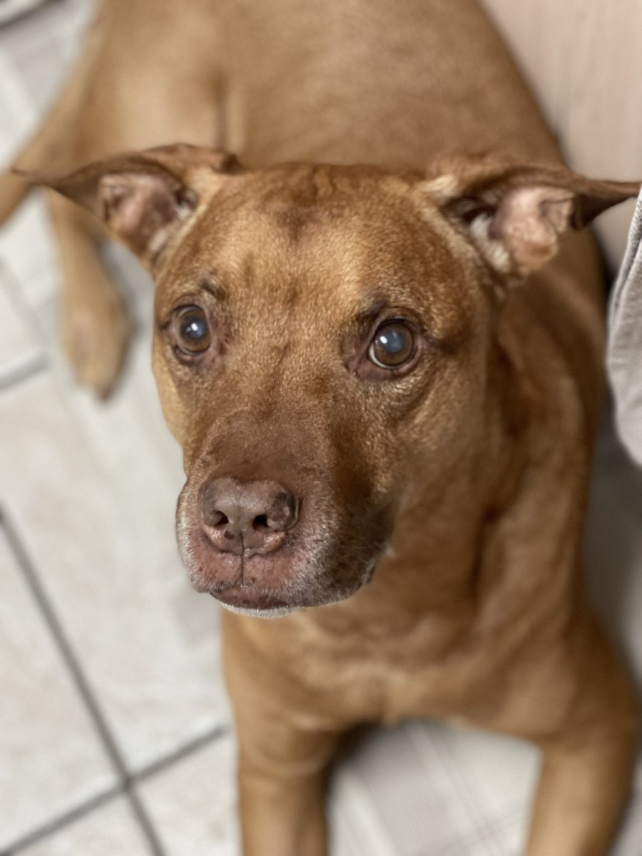 Julie Cristello, PhD tweet media