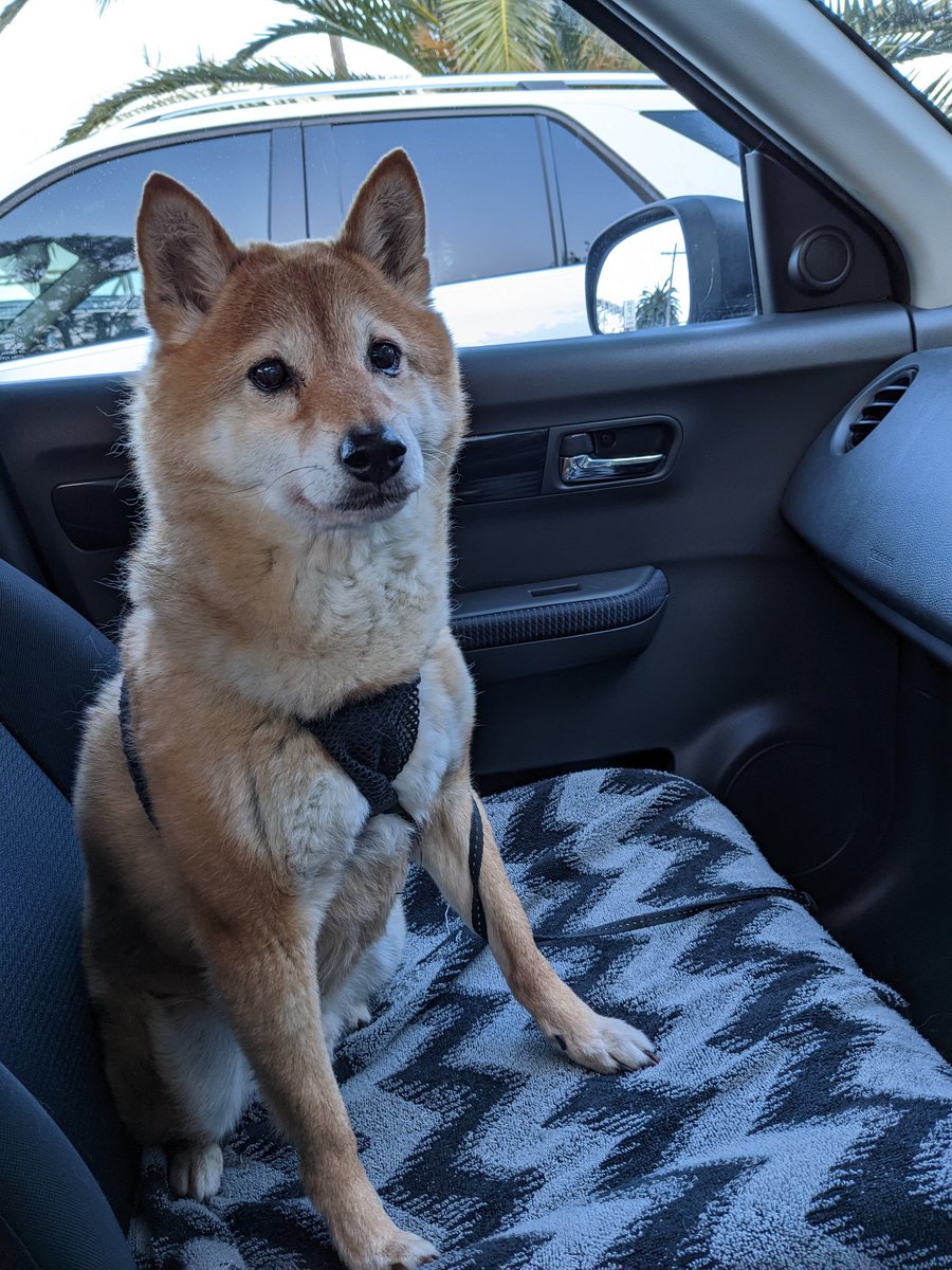 benkoffel's tweet photo. @_sarahyo No way, you're moving to Melbourne? Shiba Club! 🦊🦊 https://t.co/hQuJ6e9dlA