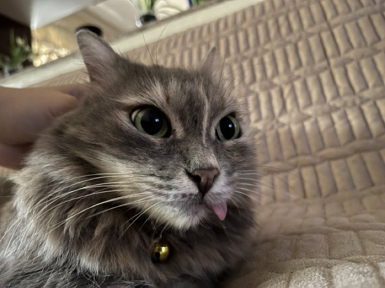 CatsHeld's tweet photo. https://t.co/Q30bps0yW4