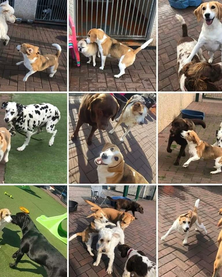 RioOfGlasgow's tweet photo. Puppy Camp friends!
#beagle #beaglepuppy #beaglesofglasgow #houndsofglasgow #hounddog #dogsofglasgow #RescueDog #PuppyCamp #FunTimes #PlayTime https://t.co/LmlwzZiVJG