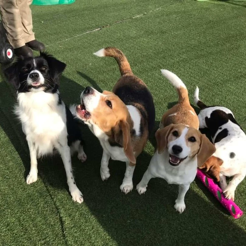 RioOfGlasgow's tweet photo. Puppy Camp friends!
#beagle #beaglepuppy #beaglesofglasgow #houndsofglasgow #hounddog #dogsofglasgow #RescueDog #PuppyCamp #FunTimes #PlayTime https://t.co/LmlwzZiVJG