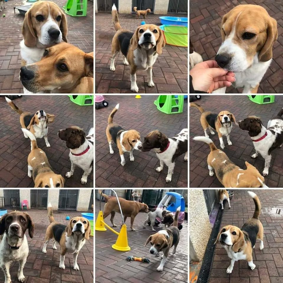 PabloOfGlasgow's tweet photo. Puppy Camp friends!
#beagle #beaglepuppy #beaglesofglasgow #houndsofglasgow #hounddog #dogsofglasgow #PuppyCamp #FunTimes #PlayTime https://t.co/XjajxIYJTg