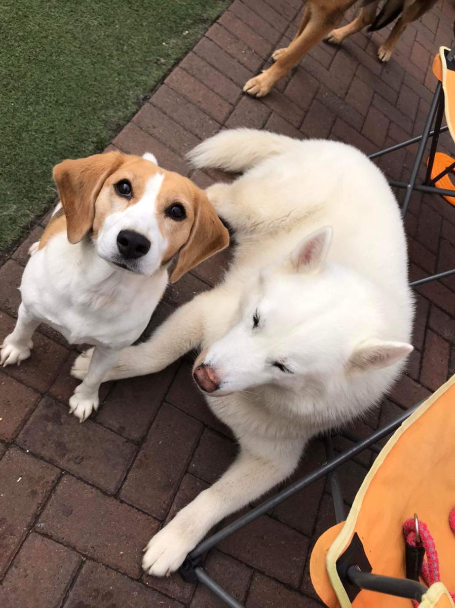 RioOfGlasgow's tweet photo. Puppy Camp friends!
#beagle #beaglepuppy #beaglesofglasgow #houndsofglasgow #hounddog #dogsofglasgow #RescueDog #PuppyCamp #FunTimes #PlayTime https://t.co/KjyaMWx2Xn