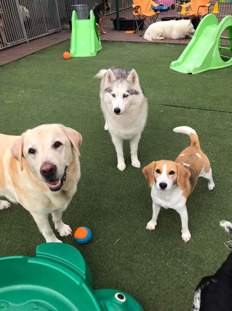 RioOfGlasgow's tweet photo. Puppy Camp friends!
#beagle #beaglepuppy #beaglesofglasgow #houndsofglasgow #hounddog #dogsofglasgow #RescueDog #PuppyCamp #FunTimes #PlayTime https://t.co/KjyaMWx2Xn