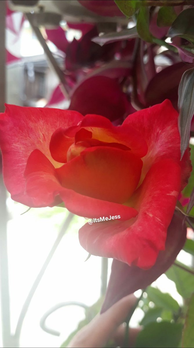 Swane47688833's tweet photo. A beautiful morning on #RoseWednesday๐น
๐โค๐๐โโ๐น๐น๐น๐น๐น๐น๐น๐น๐น๐น
#PhotoOfTheDay #FlowerPhotography
#RosesCollection #RoseBeauty #BloomingGarden #floraphile https://t.co/YJZeblPEGe