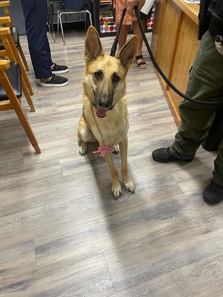 LawtonPS's tweet photo. Today is K9 officer CoCo's birthday! Students at Crosby Park had a party for her. Check out these photos from the party. Be on the look out for more pictures on Crosby Parks page.  #LawtonPS #WeAreLPS #oklaed https://t.co/z6PGPyq1FS