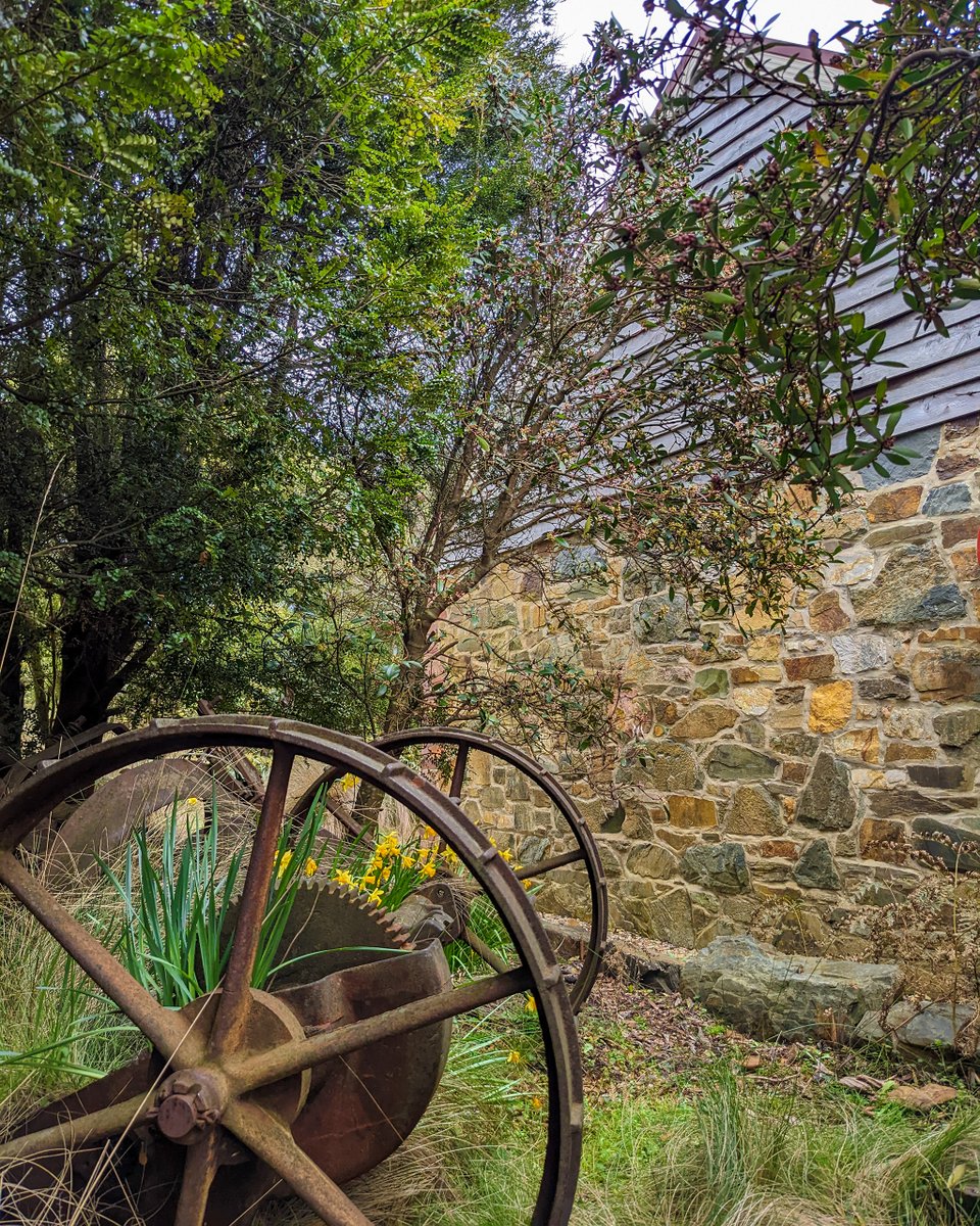 TinDTC's tweet photo. The miniture daffodils are adding an extra colour pop to the native gardens around our cottages. (Myrtle and Pepperberry trees and native grasses in the foreground) https://t.co/8TLTxJGB86