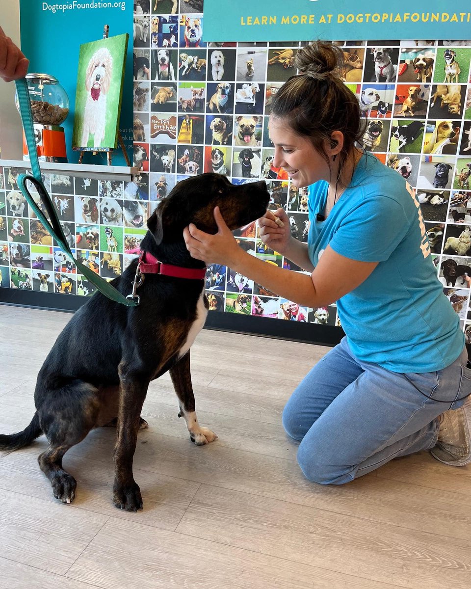 CAHW_Easton's tweet photo. Brooklyn loved her day out! Thank you to Dogtopia of Easton and everyone who supports our Dog's Day Out program. To support our program, or to find out more about Brooklyn, visit https://t.co/L3yZNOEssK.
#dogsdayout #rottweilermix https://t.co/ZVmIAYn5Cx