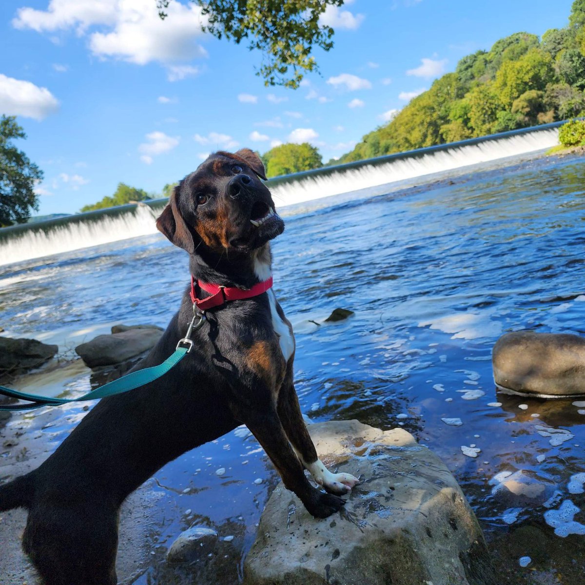 CAHW_Easton's tweet photo. Brooklyn loved her day out! Thank you to Dogtopia of Easton and everyone who supports our Dog's Day Out program. To support our program, or to find out more about Brooklyn, visit https://t.co/L3yZNOEssK.
#dogsdayout #rottweilermix https://t.co/ZVmIAYn5Cx