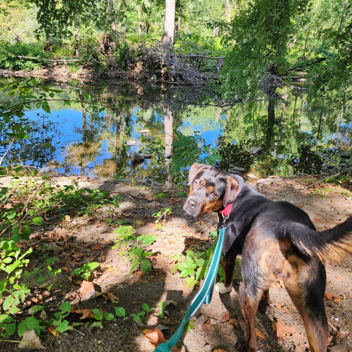 CAHW_Easton's tweet photo. Brooklyn loved her day out! Thank you to Dogtopia of Easton and everyone who supports our Dog's Day Out program. To support our program, or to find out more about Brooklyn, visit https://t.co/L3yZNOEssK.
#dogsdayout #rottweilermix https://t.co/ZVmIAYn5Cx