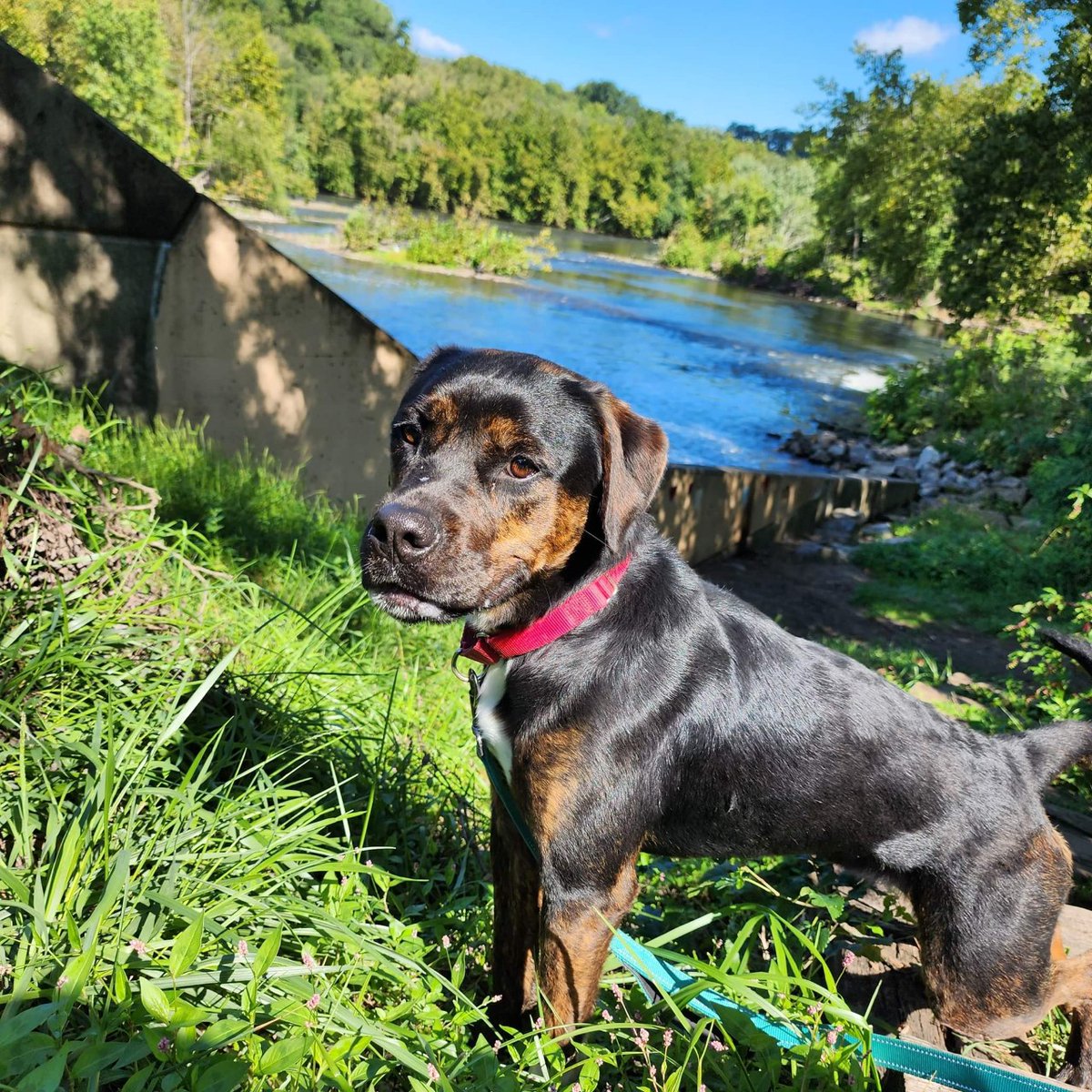 CAHW_Easton's tweet photo. Brooklyn loved her day out! Thank you to Dogtopia of Easton and everyone who supports our Dog's Day Out program. To support our program, or to find out more about Brooklyn, visit https://t.co/L3yZNOEssK.
#dogsdayout #rottweilermix https://t.co/ZVmIAYn5Cx