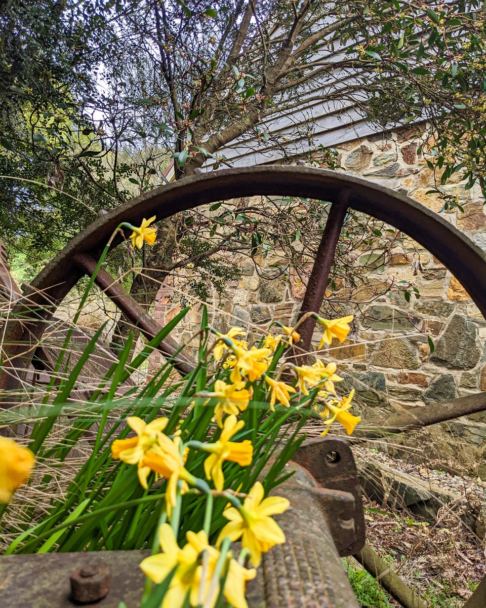 TinDTC's tweet photo. The miniture daffodils are adding an extra colour pop to the native gardens around our cottages. (Myrtle and Pepperberry trees and native grasses in the foreground) https://t.co/8TLTxJGB86