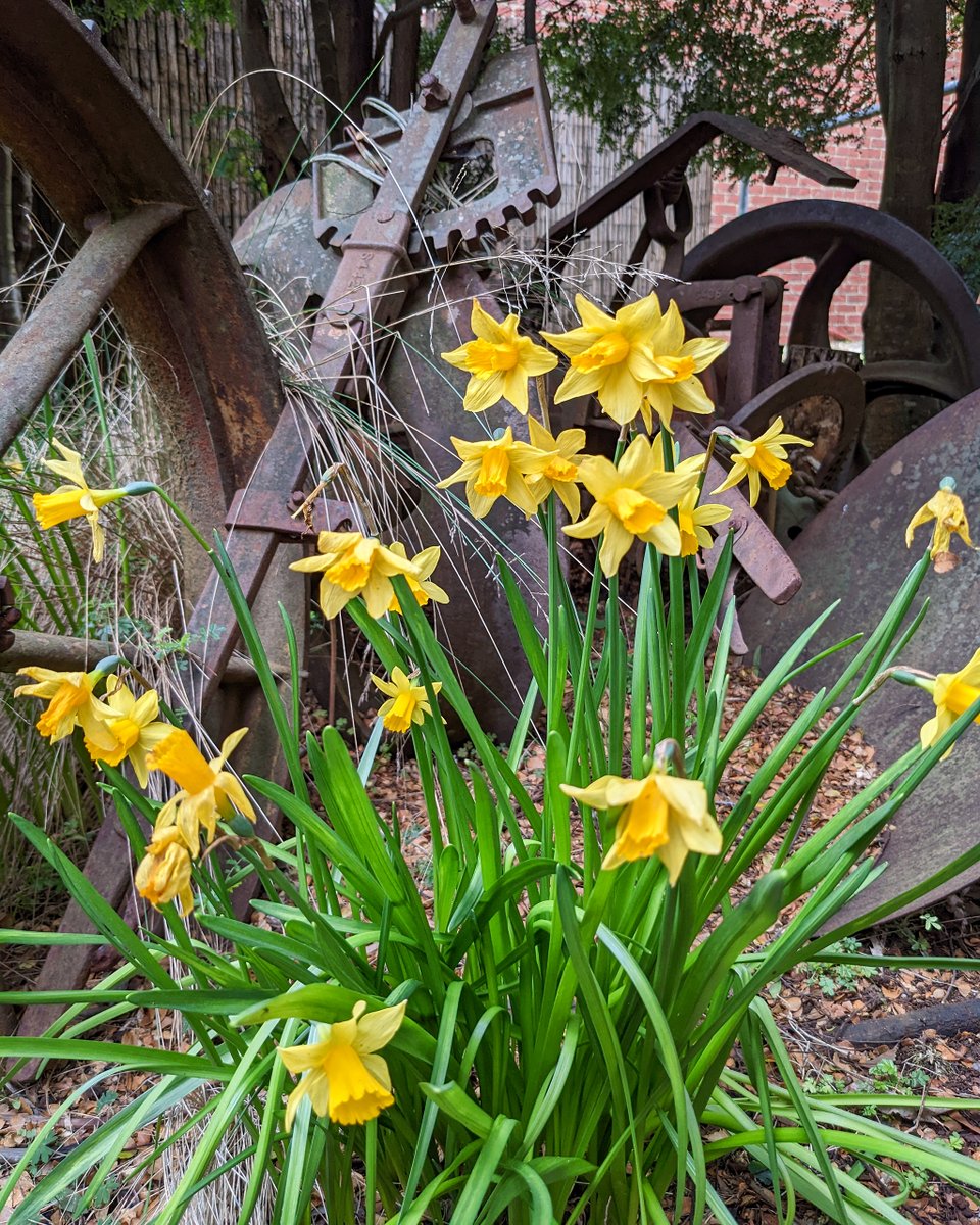 TinDTC's tweet photo. The miniture daffodils are adding an extra colour pop to the native gardens around our cottages. (Myrtle and Pepperberry trees and native grasses in the foreground) https://t.co/8TLTxJGB86
