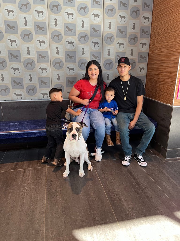 spcaoftexas's tweet photo. This week 85 animals found their fur-ever homes! Your
support helps us find fur-ever homes for these sweet
pets. Help us continue our critical work by selecting the
SPCA of Texas as your charity of choice for
#NTXGivingDay. You can #GivetoSave right here:
https://t.co/n40qRJO6Iq https://t.co/TwztbNfxXD