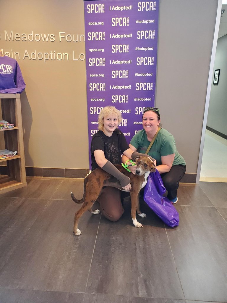 spcaoftexas's tweet photo. This week 85 animals found their fur-ever homes! Your
support helps us find fur-ever homes for these sweet
pets. Help us continue our critical work by selecting the
SPCA of Texas as your charity of choice for
#NTXGivingDay. You can #GivetoSave right here:
https://t.co/n40qRJO6Iq https://t.co/TwztbNfxXD