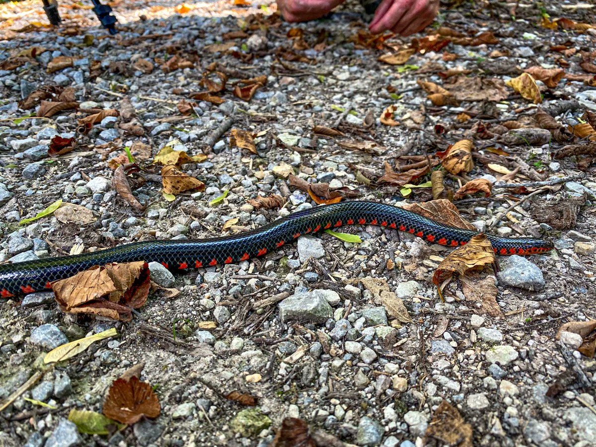 hikingwithshawn's tweet photo. Saw a Mudsnake at Snake Road this past weekend. #mudsnake #snakes #herping #herps https://t.co/djWvaX0B5a