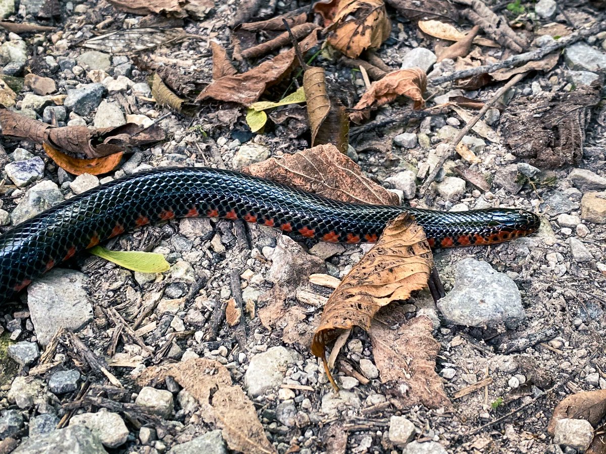 hikingwithshawn's tweet photo. Saw a Mudsnake at Snake Road this past weekend. #mudsnake #snakes #herping #herps https://t.co/djWvaX0B5a