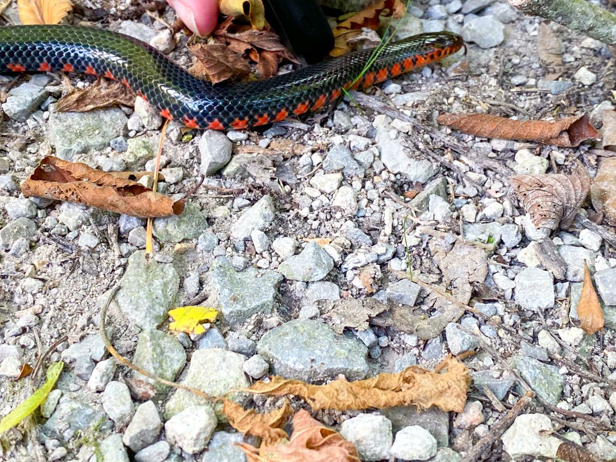 hikingwithshawn's tweet photo. Saw a Mudsnake at Snake Road this past weekend. #mudsnake #snakes #herping #herps https://t.co/djWvaX0B5a