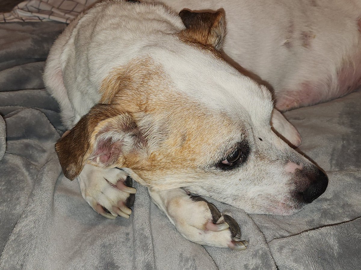 wize_above's tweet photo. @pulte #elsabio86 have to put my fur baby down tomorrow, don't have the funds. Anything would help!! https://t.co/TGU767FlBo