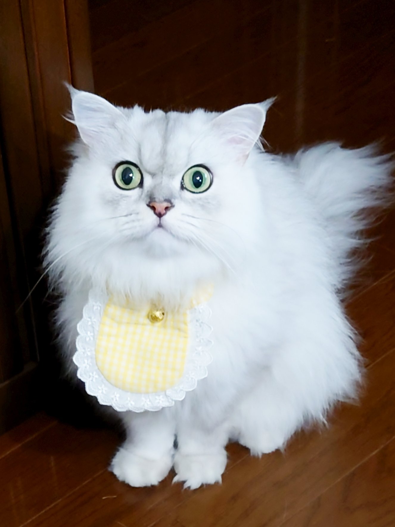 ホワイトタイガーとチンチラシルバー猫ちゃんのブローチ Miraistudy Jp