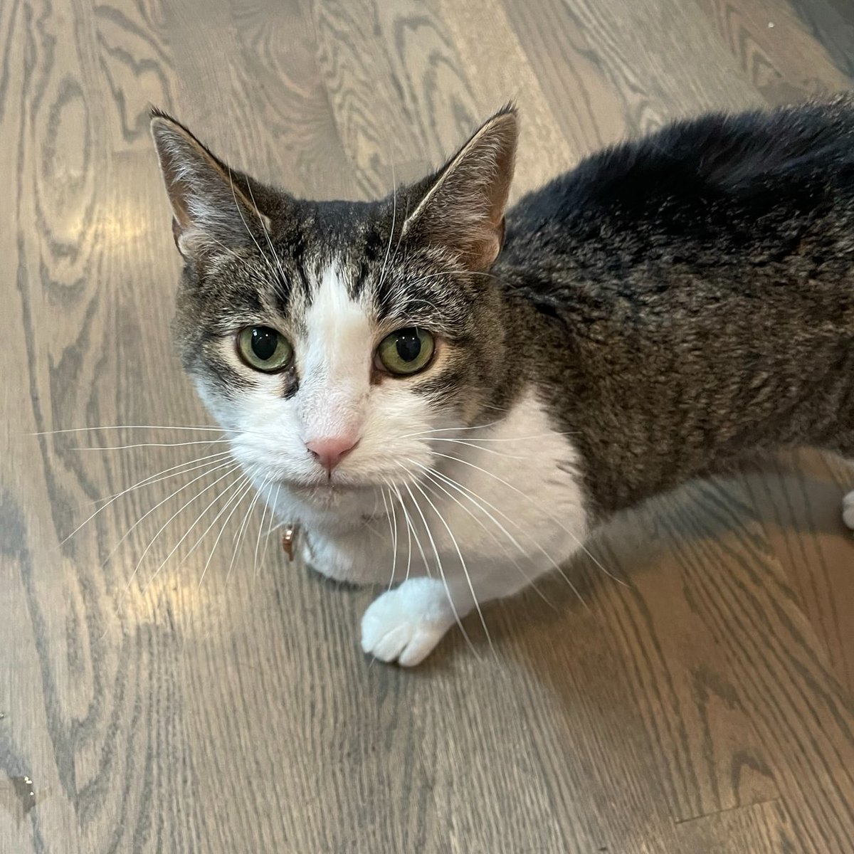 Hazel may be 12-years-old, but she is happy, playful and affectionate. She's also got a purring engine that goes for as long as you’ll pet her. Fill out an application for this queen at aliverescue.org/adopt.