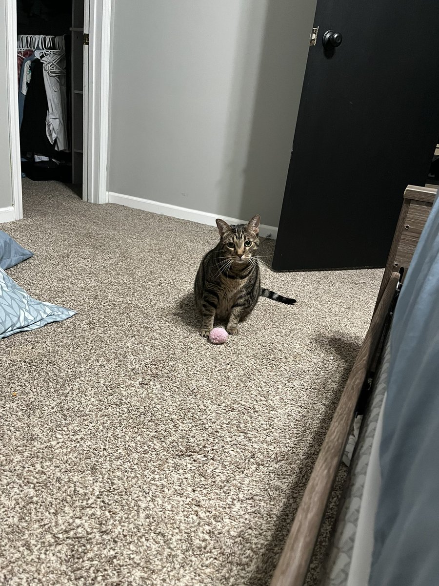 HoltAshleyN's tweet image. That look screams get up and play with me #throwtheball #CatsOfTwitter