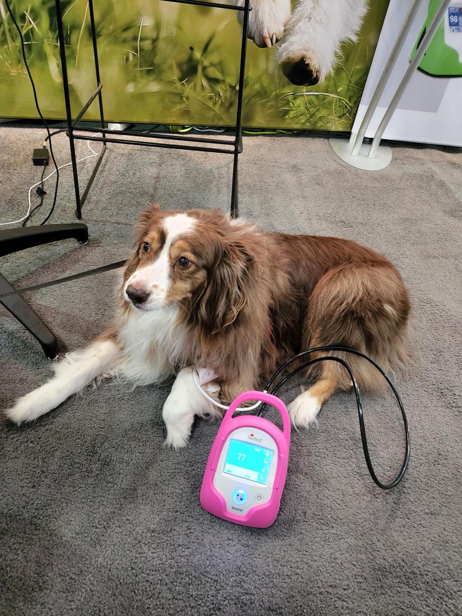 SunTechVetBP's tweet photo. Thanks to everyone who had a chance to visit us at #IVECCS this year! Congrats to Jessica from @VCAPetHealth Family and Oahu Specialty Center on winning a Vet20 in our raffle - &amp; special shout out to Wallace from @VINCommunity, Red, and Aries for being such good patients! https://t.co/S21Z1kOgWv