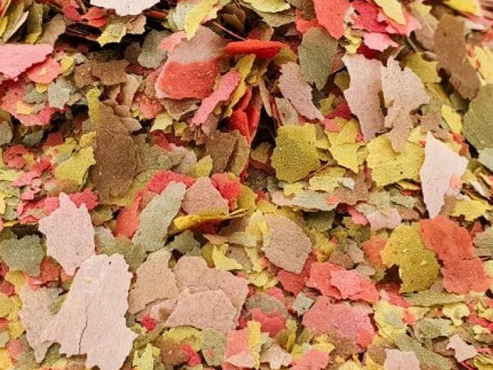 aquafooduk's tweet image. Tropical Flakes
Price starts from 3.50 GBP
Tag a friend who would love this!
Buy one here---&amp;gt; aquafood.co.uk/product/tropic…
#fishflakes #fishfoods #tropicalflakes
#poecilia