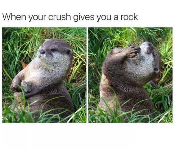 WholesomeMeme tweet picture