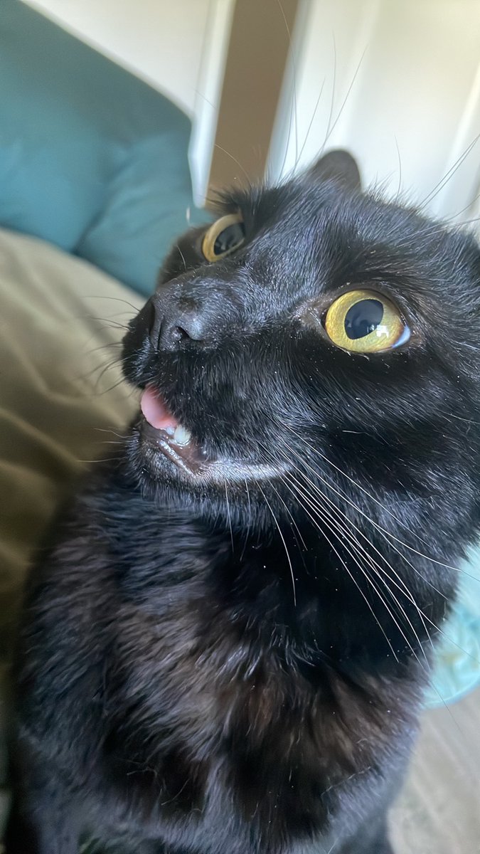 StormofZoe's tweet photo. Tomorrow Loki gets sedated for the health of the vet techs. Last time he forgot how to mouth. #CatsofTwittter #highcat https://t.co/lkBIQxqAFp