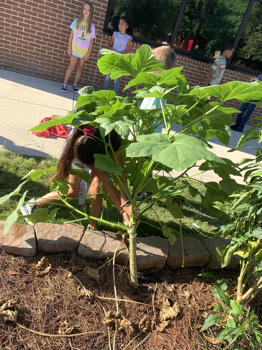 Out with the old so we can start anew. Lots of seeds were planted @AdamElementary today by fourth grade gardeners. @readygrowgarden @Queenjksn @camccollister