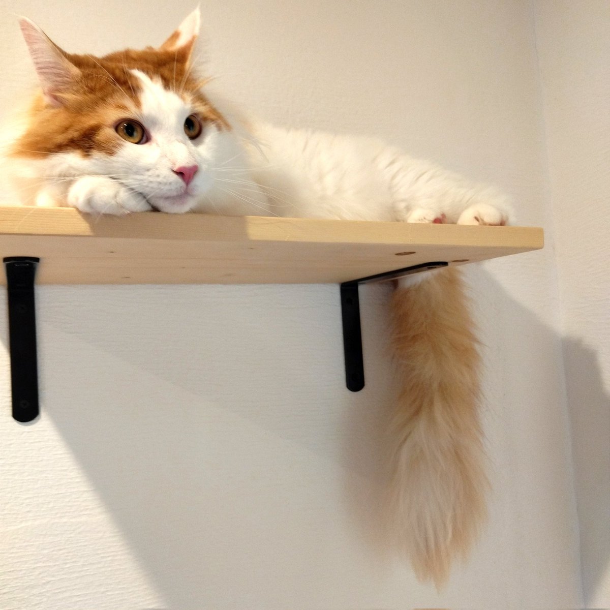 mainecoon_sette's tweet photo. ステップから おはようございます🐱〜おててを添えて〜
#メインクーン #メインクーン男の子 #長毛猫 #猫 #猫のいる暮らし #今日の猫 #朝 #おはようございます #ステップ #おててを添えて #おててかわいい #maincoon #maincoonlovers #maincoonboy #cat #todayscat #goodmorning #catstep #woodsteps https://t.co/YRMZxybakn