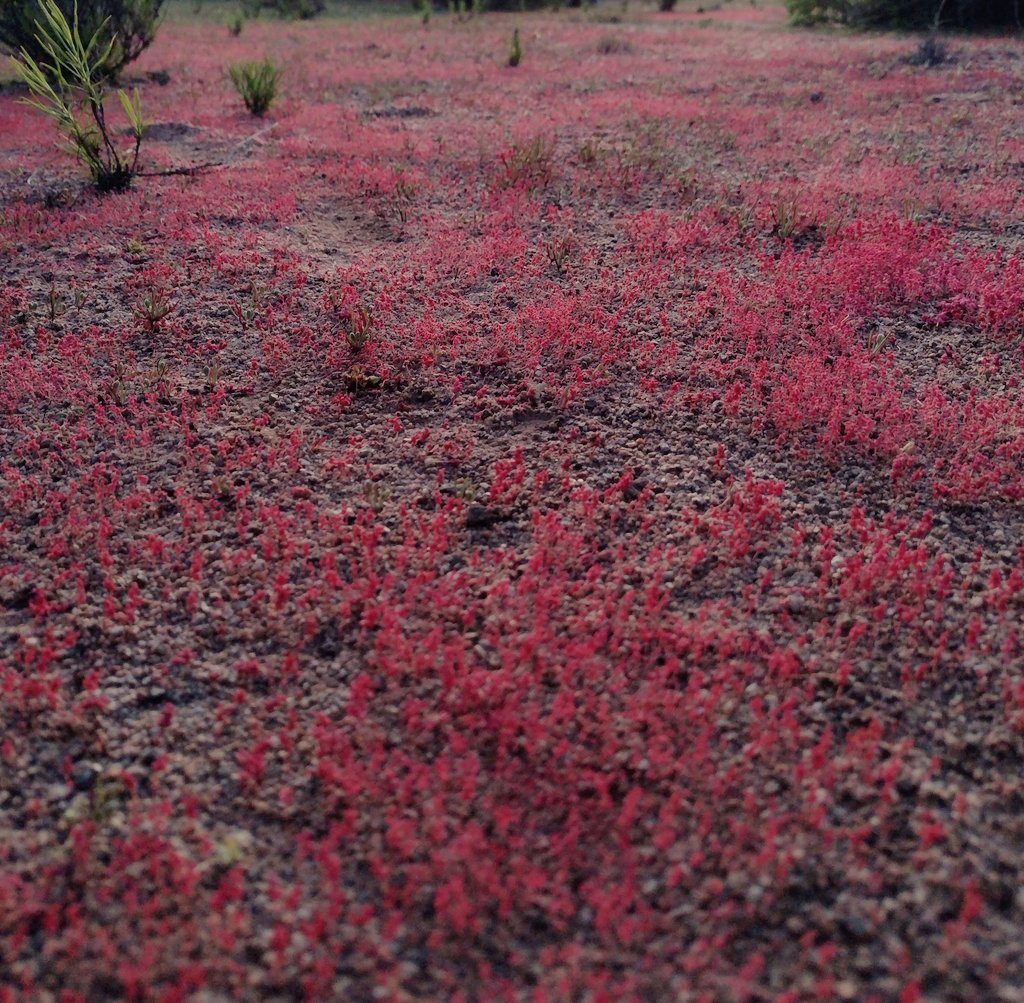 Primeros brotes de azulillos, patas de guanaco y + en el norte de Chile, durante los primeros días del #DesiertoFlorido2022 💕💐