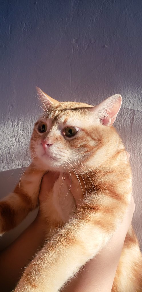 The ghost cat #catlovers